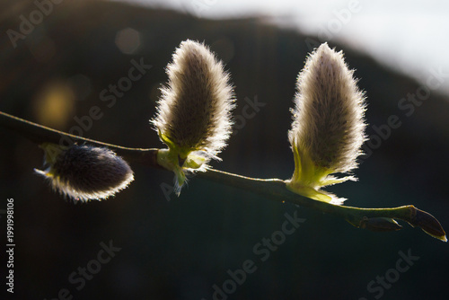 Fotografía Close-up of willow catkins on a slender branch, illuminated by soft sunlight aga