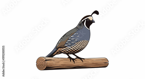 A detailed illustration of a quail perched on a wooden branch against a white background