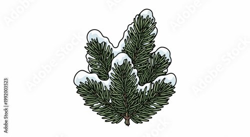 A cluster of evergreen branches heavily dusted with snow