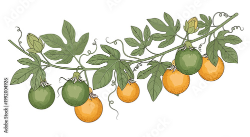 Oranges hanging from a tree branch.