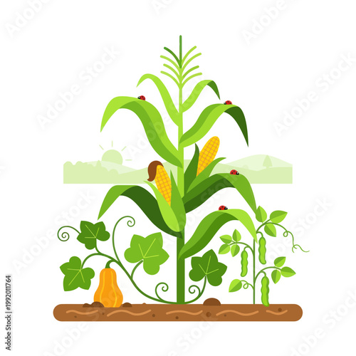 Farm plants: corn, squash, beans, ladybugs, sunrise, vector illustration