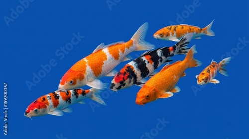 Colorful Koi Fish Swimming Gracefully in Clear Water with Vibrant Blue Background