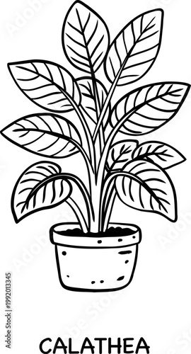 plants, illustration, nature, calathea, potted plant, line art, black and white, indoor plant, houseplant, botanical drawing, minimalist, outline, contour, hand drawn, sketch, simple, clean lines, dec