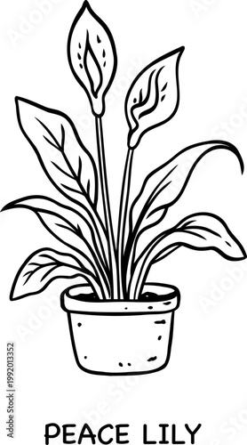 Peace lily potted plant line art illustration with blooming flowers in simple pot on white background perfect for coloring page, home decor