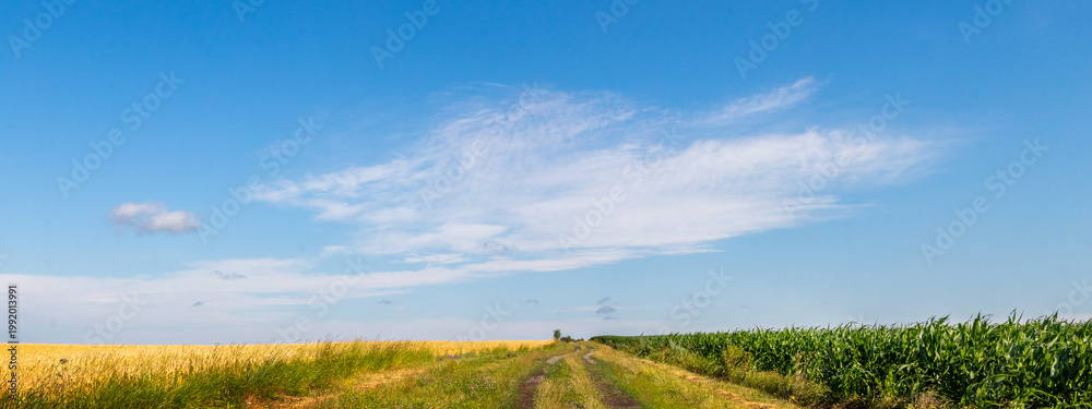 Fototapeta premium Long field road between wheat field and green crops under clear blue sky with clouds summer agricultural landscape with perspective