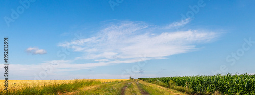 Long field road between wheat field and green crops under clear blue sky with clouds summer agricultural landscape with perspective