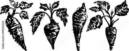 Vintage botanical illustration of four different carrot varieties with leaves, hand drawn garden vegetables