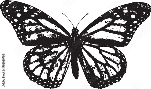 Monarch butterfly illustration with detailed wings and symmetrical black and white patterns