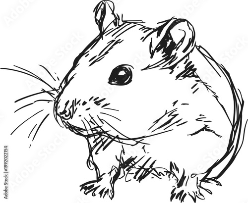 hand drawn sketch of a small mouse with detailed whiskers and attentive expression