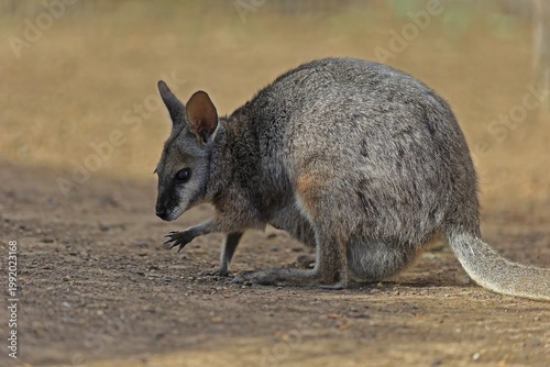 Derby wallaby (Macropus eugenii), tammar wallaby, dama wallaby, adult, female, foraging, Kangaroo Island, South Australia, Australia