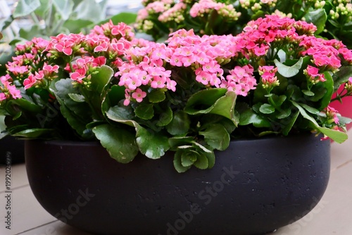 Close-up of blooming tulips with soft blurred background. Sunlight highlights the vivid colors of the petals.
