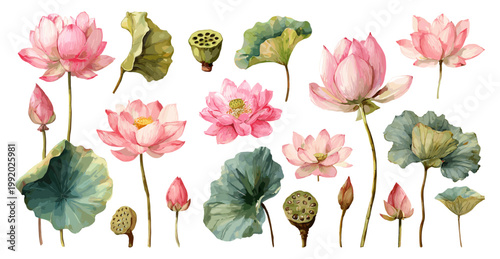 Lotus flower watercolor. Pink lotuses set, water lily seed pods garden plant green leaf botanical elements vector illustration