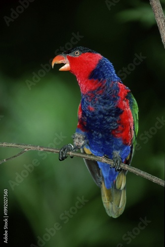 Black-capped Lory / (Lorius lory)