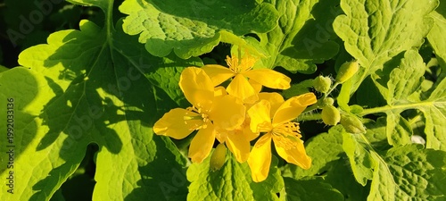 yellow flowers in the park