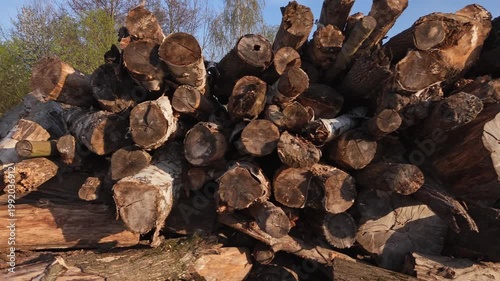 Stack of cut diseased tree trunks after park maintenance. Logs from unhealthy trees form a large pile near a forest clearing in spring.