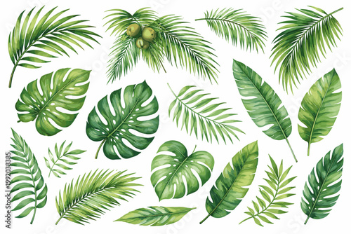 Watercolor Tropical Leaf Collection with Lush Jungle Plants, Green Palm Fronds, Monstera Deliciosa Foliage, Banana Leaves, and Coconuts Isolated on White Background for Botanical Design Projects