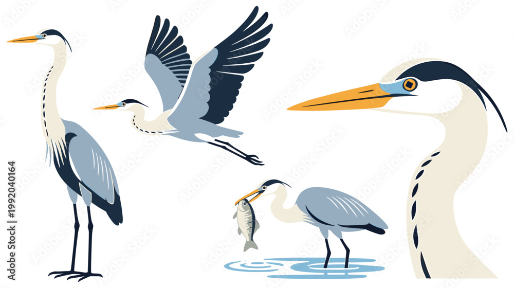 Fototapeta premium Grey heron bird illustrations set featuring standing flying and fishing poses.
