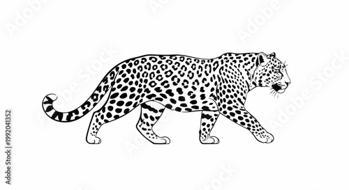 Silhouette of a spotted jaguar walking in profile against a white background