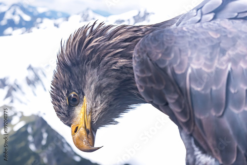 Portrait of osprey posing on mountains landscape.  Horizontally. 