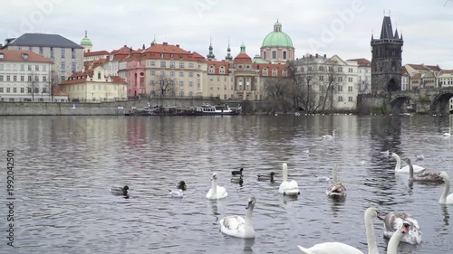 White swans and ducks on Vltava River with Charles Bridge in winter Prague.  swans and mallards swim in the cold water of the Vltava River. The background features the iconic Charles Bridge, 