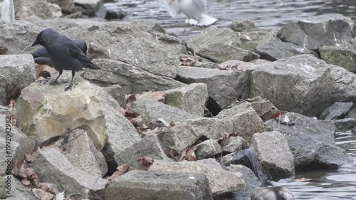 Black jackdaw foraging on rocky riverbank in winter. perches on large grey stones by the water's edge. It searches for food among the rocks and dry leaves along the river