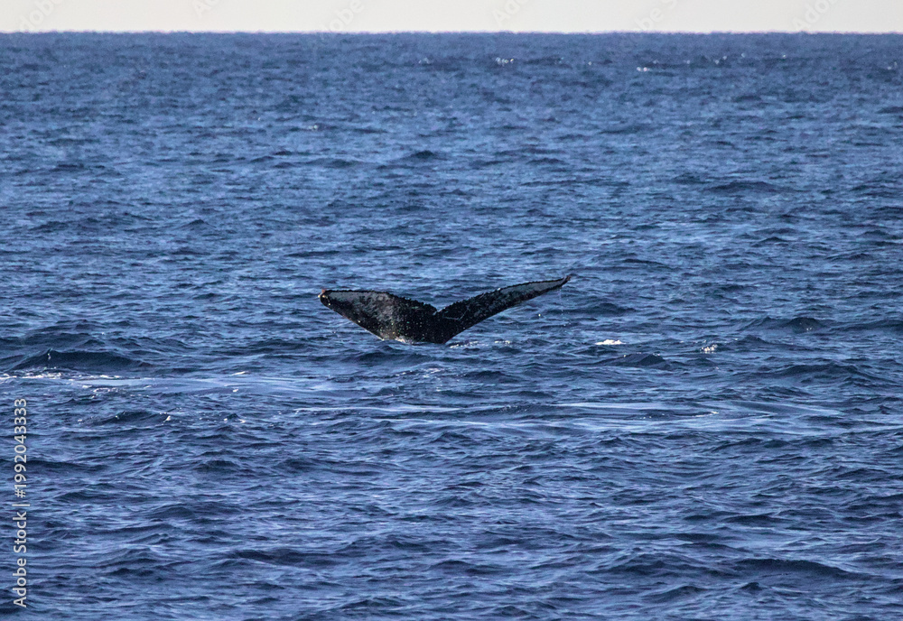 Fototapeta premium Humpback Whale Tail Above Pacific Ocean Surface