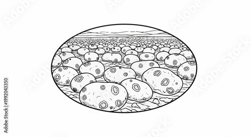 Oval outline of a vast, flat expanse filled with numerous round, bumpy objects