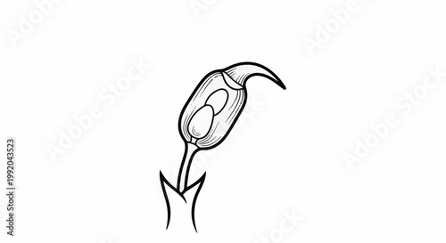 Simple line drawing of a plant bud containing two ovules
