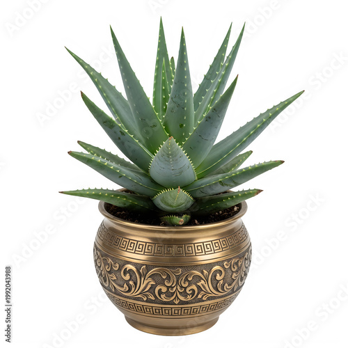 A potted coniferous bonsai tree with dense green foliage