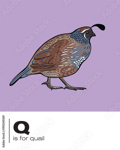 Q is for Quail alphabet flash card illustration in vector 