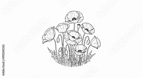 Sketch of a cluster of blooming poppies with buds and foliage