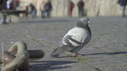  Pigeonson Stone Pier with Rusty Anchor Chain