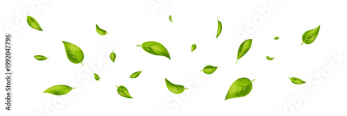 Green leaves air wind. Fresh mint wave. Leaf flying flow bg. Spring tree plant design. Eco tea banner. Swirl effect. 3d floral beauty nature background. Ecology. Vector illustration