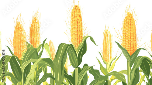 Illustration of several corn plants with bright yellow corn cobs and green leaves