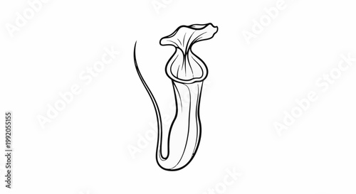 Outline drawing of a single pitcher plant on white background