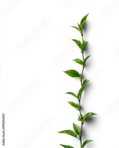 Vertical green leafy vine stem with fresh leaves isolated on transparent background