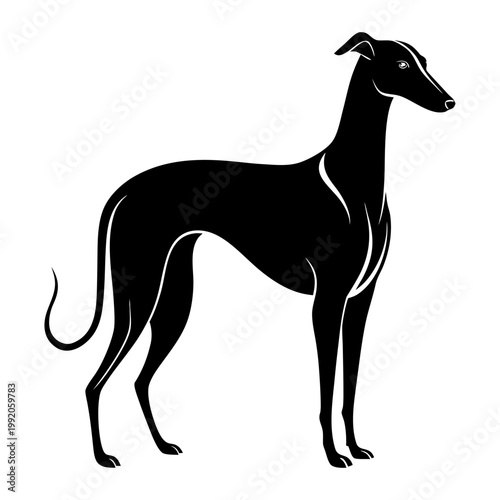 Greyhound