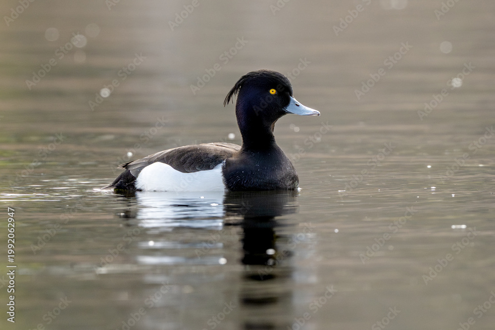 Fototapeta premium Male Tufted Duck Swimming On Lake