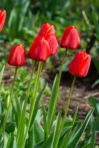 Beautiful fresh red tulips in the garden. Spring flowers.