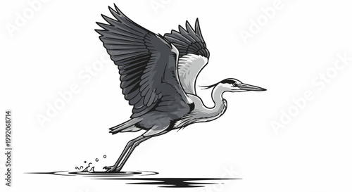 A grey heron takes flight from water, its wings spread wide against a white background