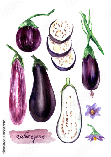 Hand drawn watercolor food illustration. Garden vegetable sketch. Eggplant varieties whole and half cut slice. Food poster.  Culinary recipe ingredient. For food and drink menu