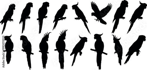 Parrot silhouette collection with different poses perched and flying tropical bird set isolated vector illustration design elements