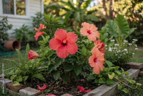Vibrant Coral Hibiscus Flowers Blooming in a Home Garden Bed With Tropical Greenery
