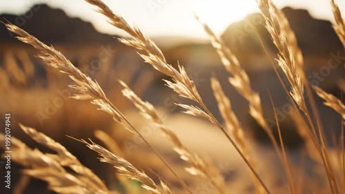 Golden wheat stalks swaying gently in the breeze, static shot with soft focus background