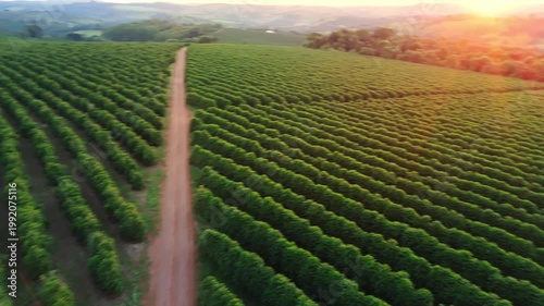 Aérea cinematográfica de vasta plantação de café em Minas Gerais, Brasil.