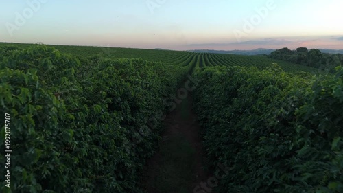 Imagens aéreas de alta qualidade mostrando a estrutura de uma fazenda de café brasileira.