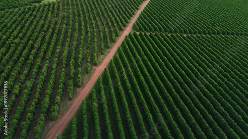 Vista de drone sobre cafezal ondulado durante o dia, conceito de agronegócio.