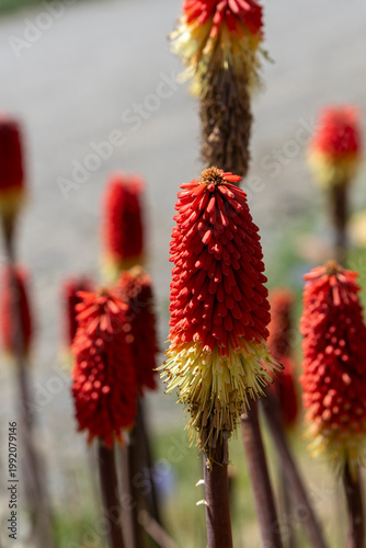 Kniphofia also called tritoma, red hot poker, torch lily, knofflers or poker plant, is a genus of flowering plants in the family Asphodelaceae.