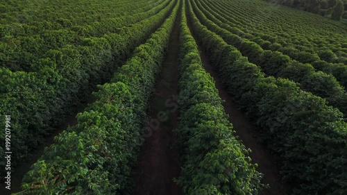 voo rasante de drone sobre linhas perfeitas de plantação de café arábica