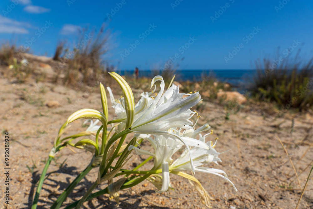 Photography Sea lilly